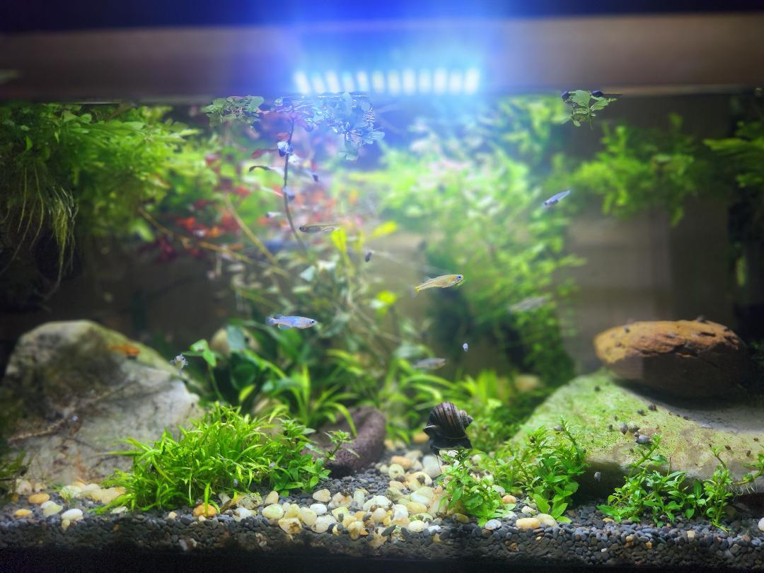 The planted show pond under blue light
