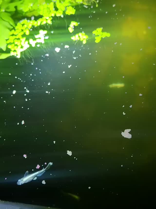 Gladio, a silvery-white long-fin medaka in a planted tank