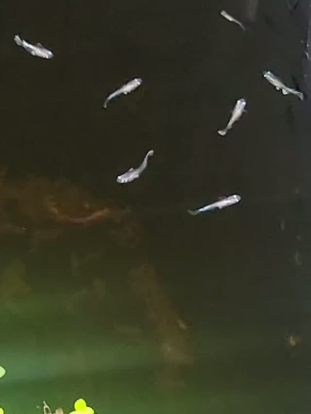 A small school of translucent Shinkai medaka in a dark tank