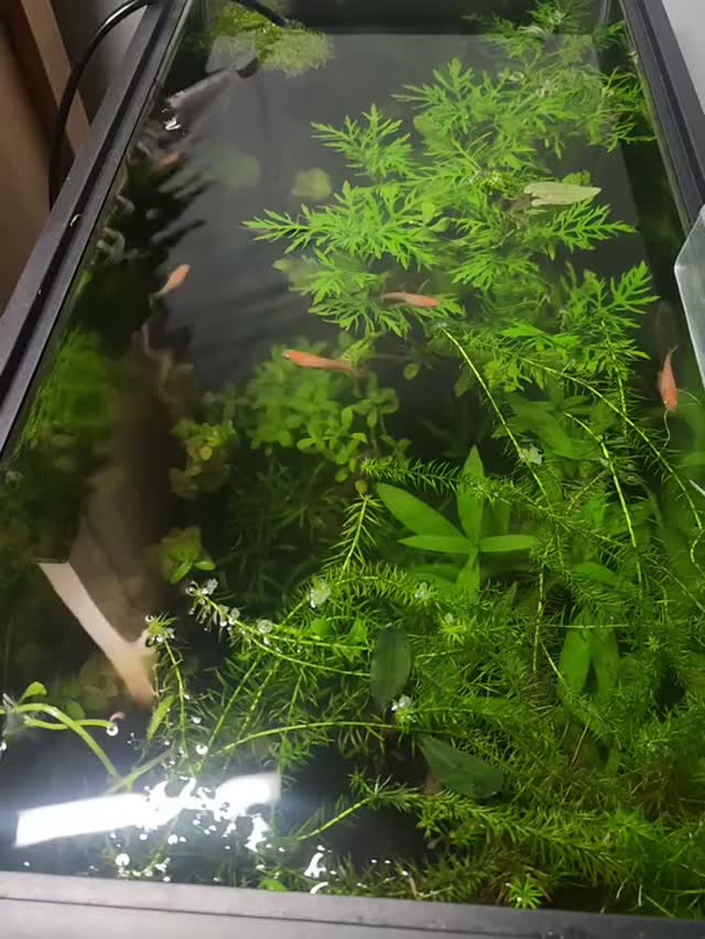 A planted show pond with orange, red and darker medaka moving through the plants