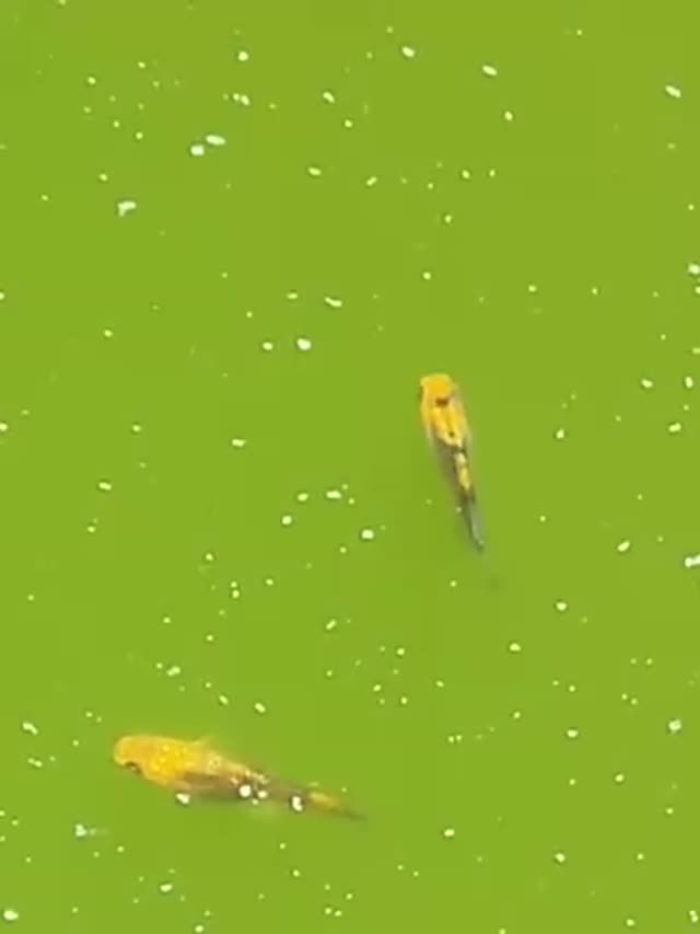 Yellow-gold medaka near the surface of a green-water tub