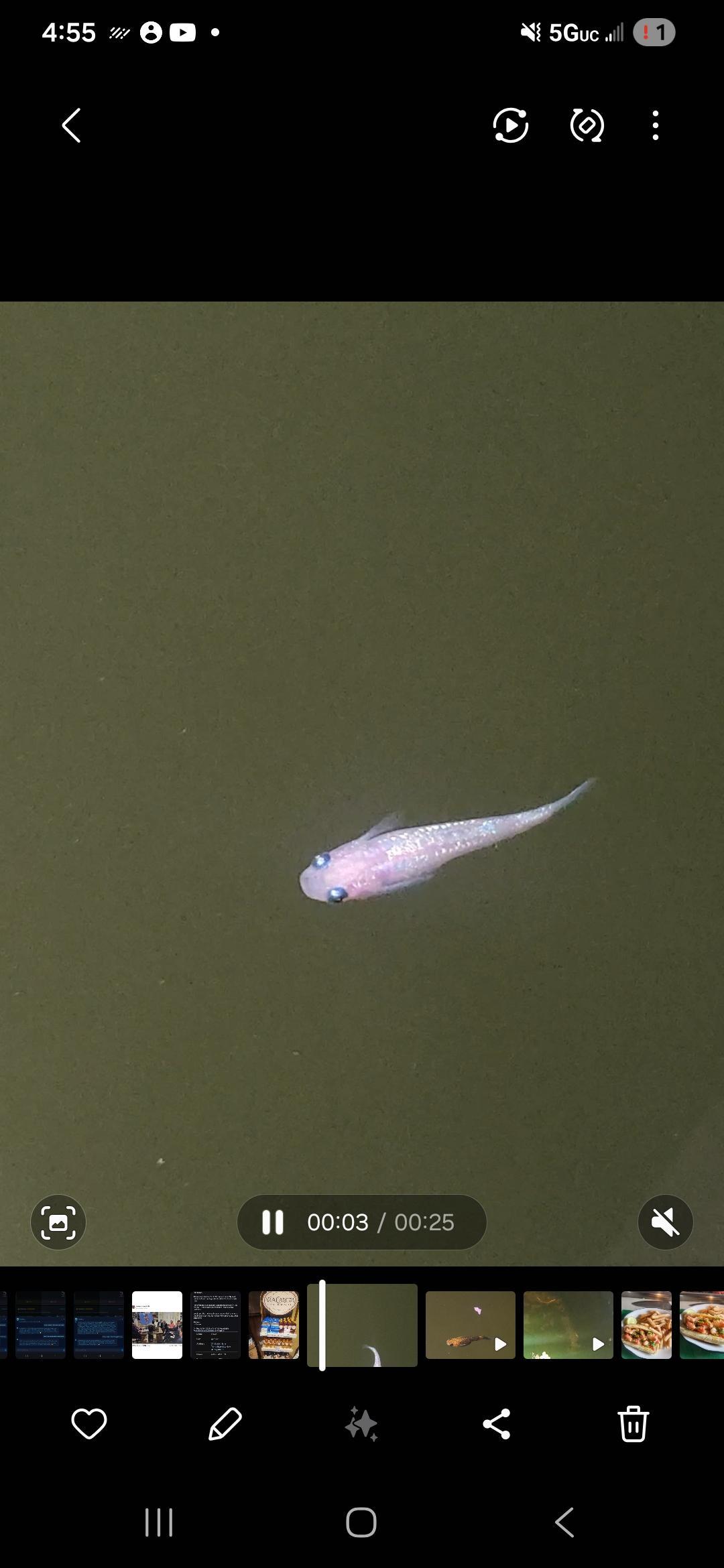 Close-up of a Pink Saffire medaka
